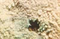 Hyphodermella corrugata- Loupe x40